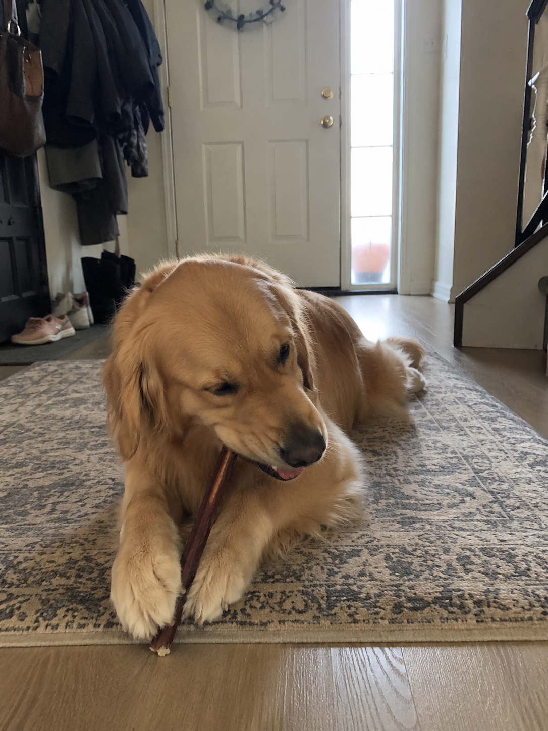 Snafu the golden retriever lying on a rug chewing a collagen stick in a sunlit entryway