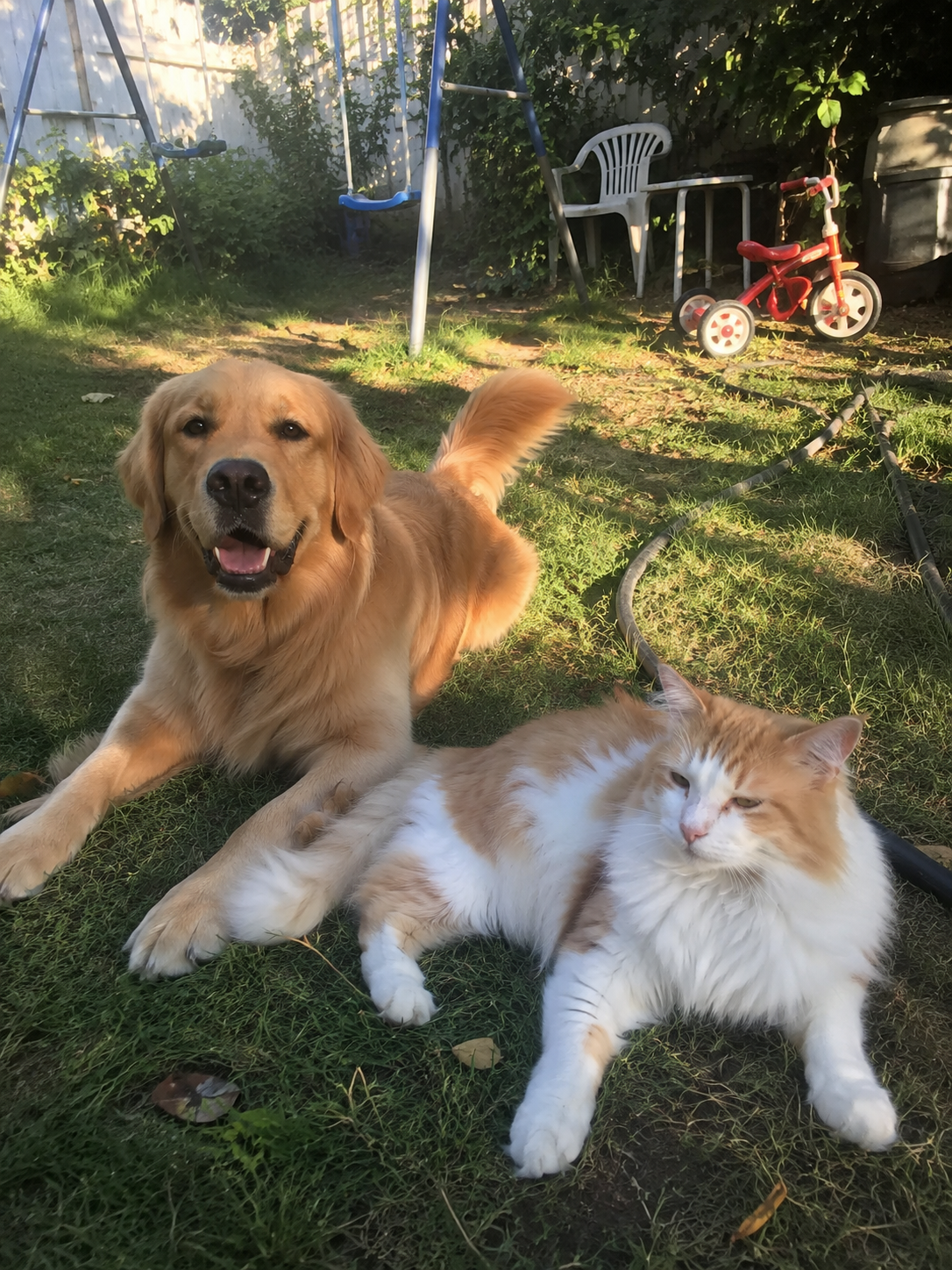 Snafu the golden retriever lying in the grass next to Milo the orange-and-white tabby cat in a sunlit backyard